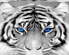 Blue eye tiger bg