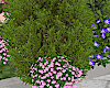 Bush w Flowers