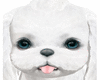 My Cute Dog