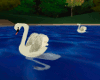 Swan 1 Animated