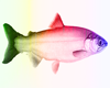 Rainbow glo trout avi