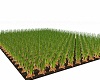 large carrot crop