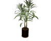 Venjii Luxury Plant
