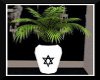 Hebrew Parlor Palm White