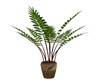 POTTED LONG FERN