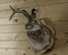 Jacalope Trophy