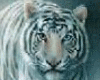 tiger crystal ball