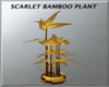Scarlet Bamboo Plant