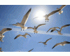 10 Animated Seagulls