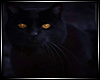 LS~Dark Zodac Cat Rug
