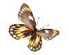 Butterflyone
