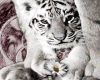 Tiger Daisy