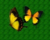 GT~Butterfly enhancer