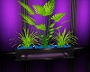 purple delight plant