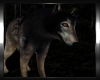 Shellan's Dark Wolf Anim