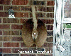 redneck doorbell