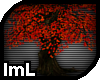 lmL Japanese Maple Tree