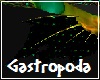 Gastropoda Arm Fin R