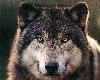 wolf sticker 34