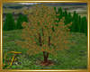 F: Orange Tree