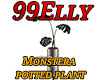 Monstera potted plant