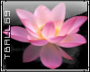 water lily sticker