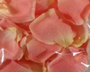 Floating Pink RosePetals
