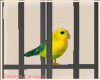 Singing happy bird w/cag