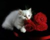 CAT WITH ROSES