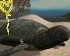 *ALO*Turtle Island