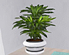 Beach House Potted Plant