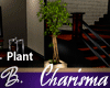 *B* Charisma Bamb Plant