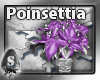 !! Purple Poinsettia