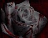 (AR) Splatter rose