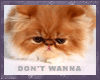 "Don't Wanna" Kitten