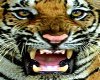 angry tiger picture