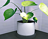 Minimalist Plant