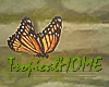 TH/Aromatic G.Butterflie