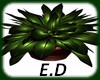 E.D LOVE PLANT V1