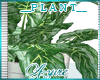 *A* FarmHouse Plant
