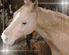 Wild Horse