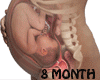 Ǝ/8 Month Fetus