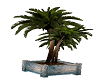 ~B~Potted Palm