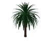 *L* palm tree