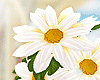 [Y] Spring Daisy Bouquet