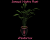 Sensual Nights Plant