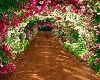 Rose Arch pathway
