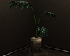 Lindy house Plant