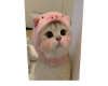 [U] Cute Cat Cut Out