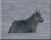 Wolf Running sticker